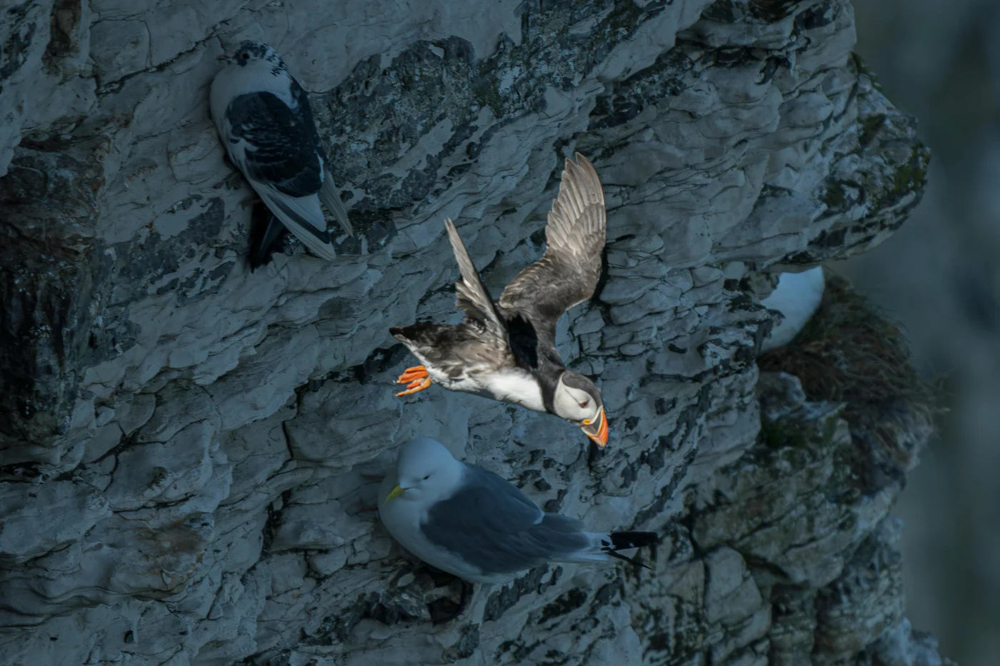 Bempton Cliffs Puffins